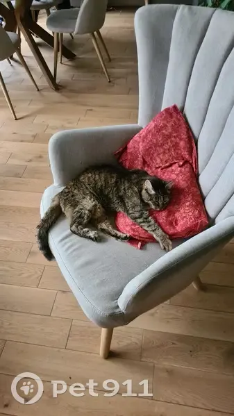 Chatte tigrée perdue à Longuenée - photo