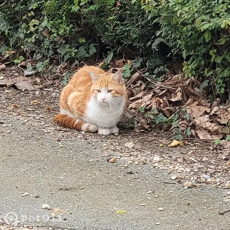 Chat affectueux trouvé à Darnétal - photo