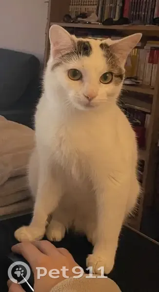 Chat blanc perdu à Domont - photo