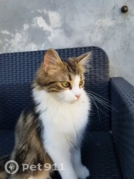 Chaton blanc-tigré disparu à Deluz - photo