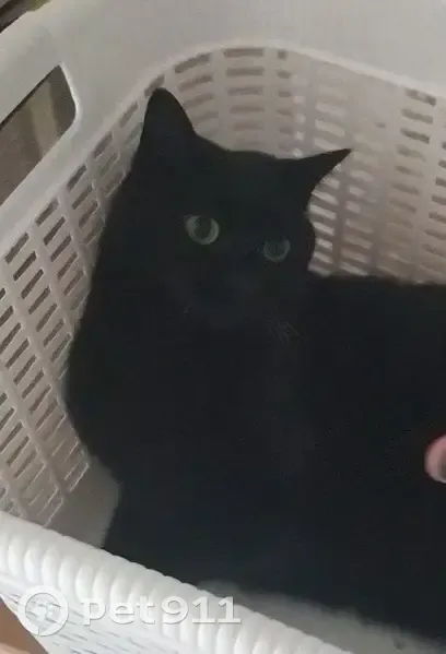 Chatte noire perdue - Reims - photo