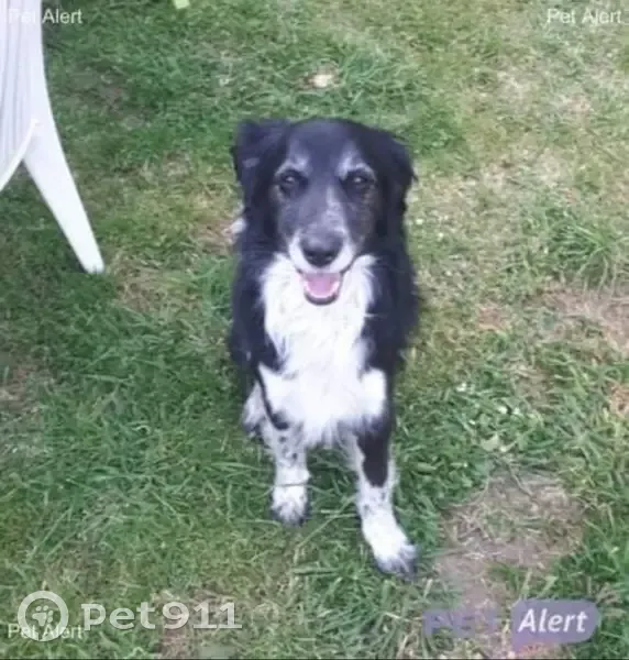 Chien perdu à Angoulême - photo