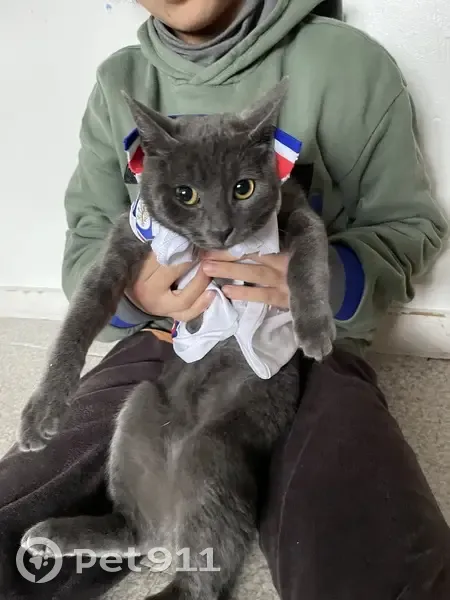 Chat gris Mister You perdu - photo