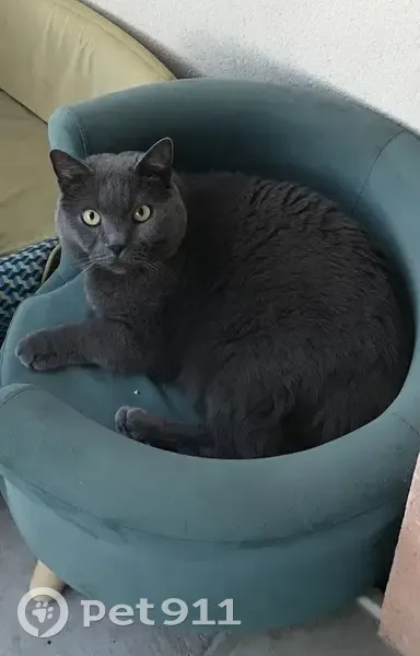Chat gris perdu, Créteil - photo