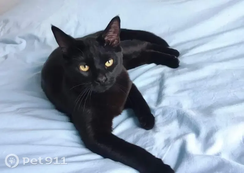 Chat noir perdu à Ronchin #73 - photo