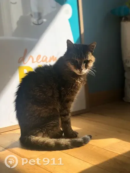 Chat âgé et aveugle perdu à Mitry - photo
