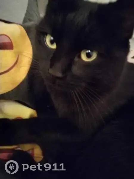 Chat noir perdu - Chazay-d'Azergues - photo