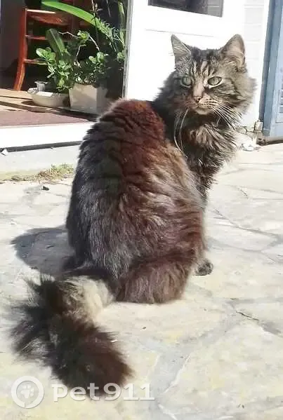 Chat tigré perdu à Bondues #664 - photo