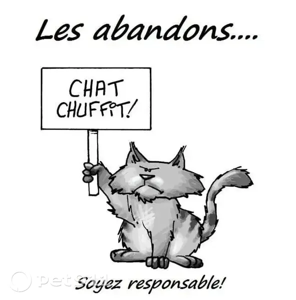 Chat tigré blessé trouvé à Arthez - photo