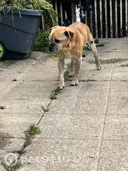Chiot sauvé des poubelles au Bourg-Sud - photo