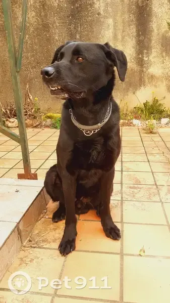 Labrador noir perdu à Pailhes - photo