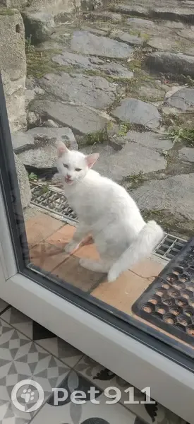 Chat retrouvé à Saint-Maurice - photo
