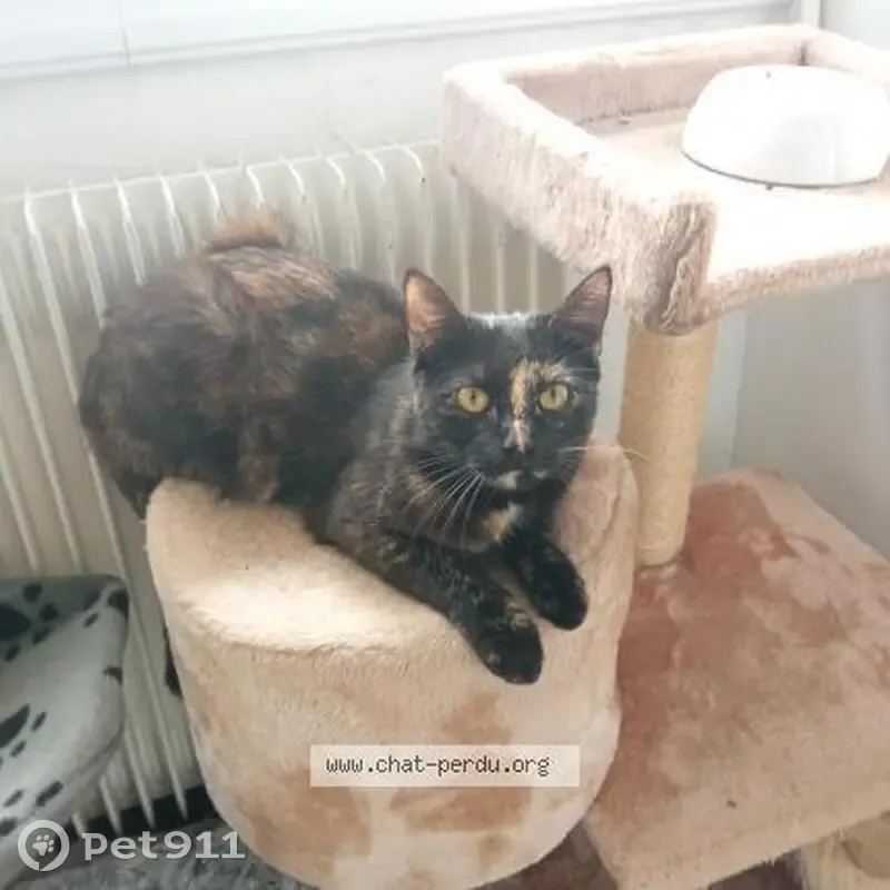Chatte perdue à Orchies retrouvée - photo