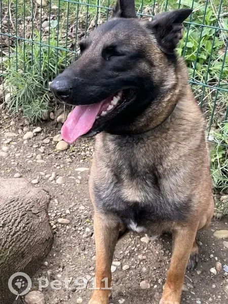 Chien perdu sans médaille à Vernaison - photo