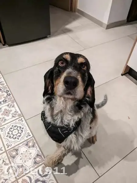 Chienne Griffon Perdue à Gréasque - photo