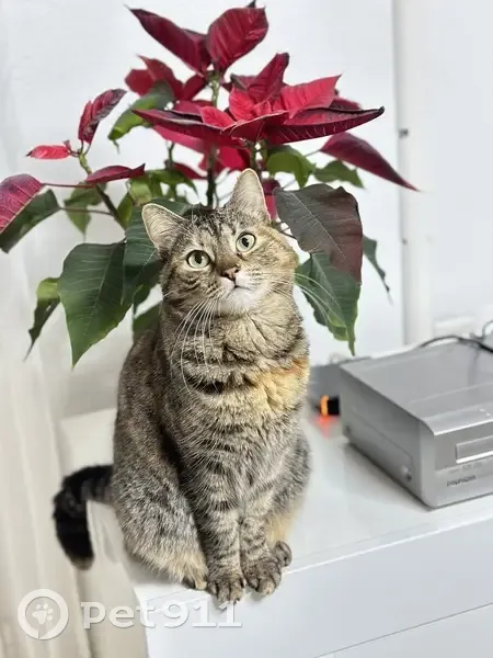 Chat perdu à Laval avec GPS défectueux - photo