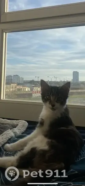 Chaton tigré perdu à Bordeaux - photo