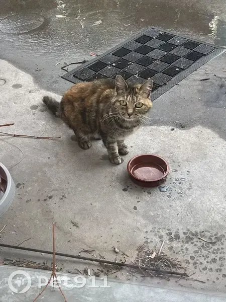 Chat tigré trouvé à Annonay - photo