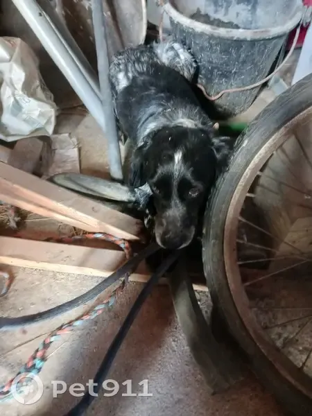 Chien noir et blanc perdu - photo