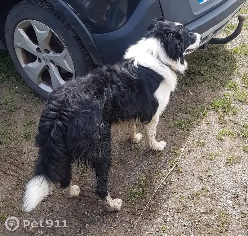 Chien noir et blanc trouvé - photo
