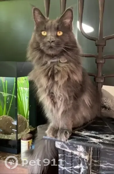 Bonnie, Maine Coon grise perdue - photo