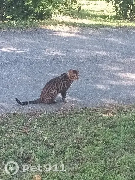 Pippo, bengal perdu à Tresses - photo