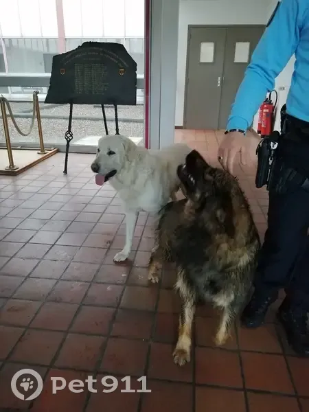 Chien retrouvé à la caserne - photo