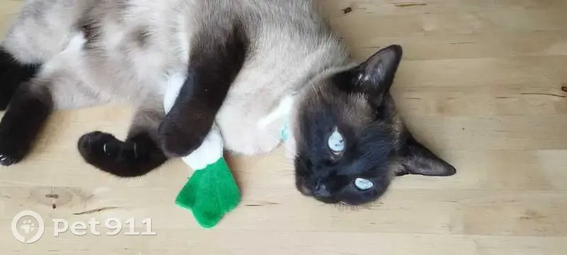 Chatte Siamoise Perdue - Saint-Brieuc - photo