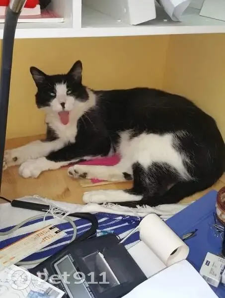 Chat noir et blanc perdu à Vergèze - photo