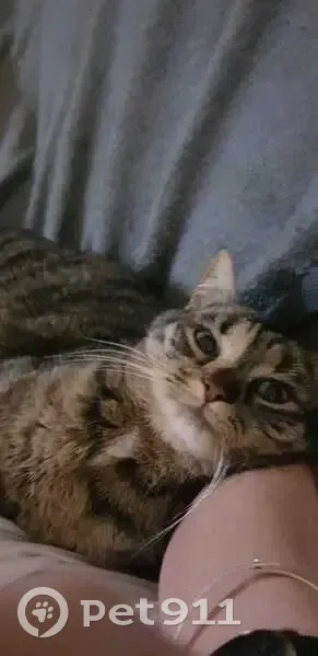 Chatte tigrée perdue à Marly - photo