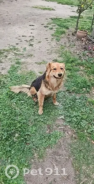 Chien noir/marron trouvé à Palau - photo