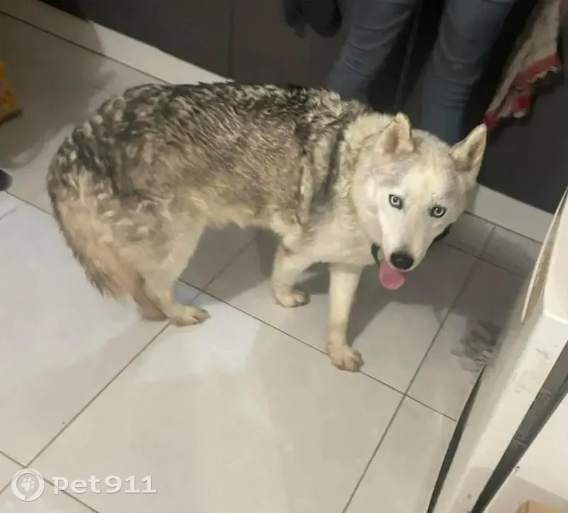 Alerte Husky Senior Perdu - photo