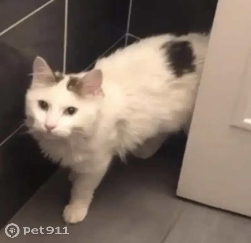 Chat blanc perdu à Lons-le-S. - photo