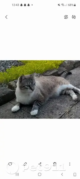 Chat boiteux disparu à Mance - photo
