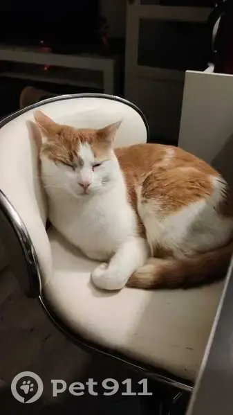 Chat blanc/roux perdu à Grenoble - photo