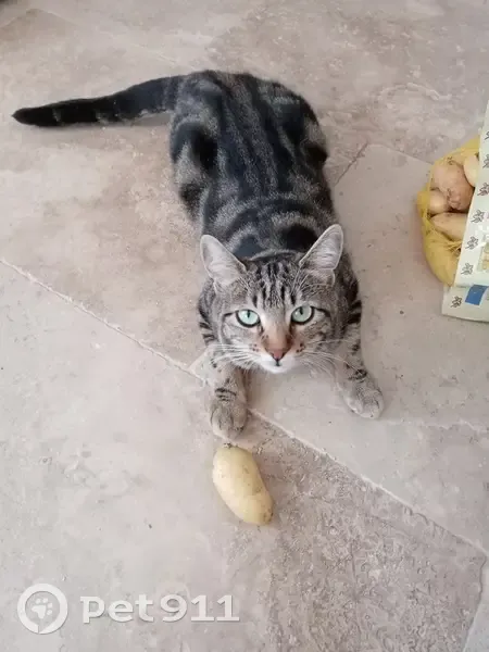 Chatte tigrée perdue aux Mayons - photo