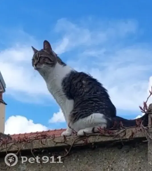 Aidez-nous : Chat Jimmy perdu - photo