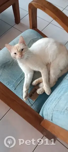 Chat Tao blanc et roux perdu à Baden - photo