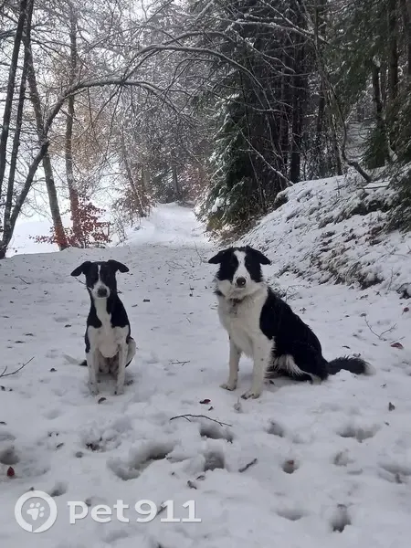 Alerte: Deux chiennes égarées - photo