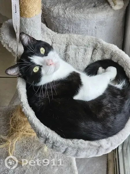Chat noir et blanc perdu à Sombrun - photo