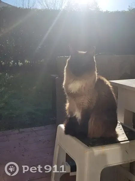 Chat siamois perdu à Toulouse - photo