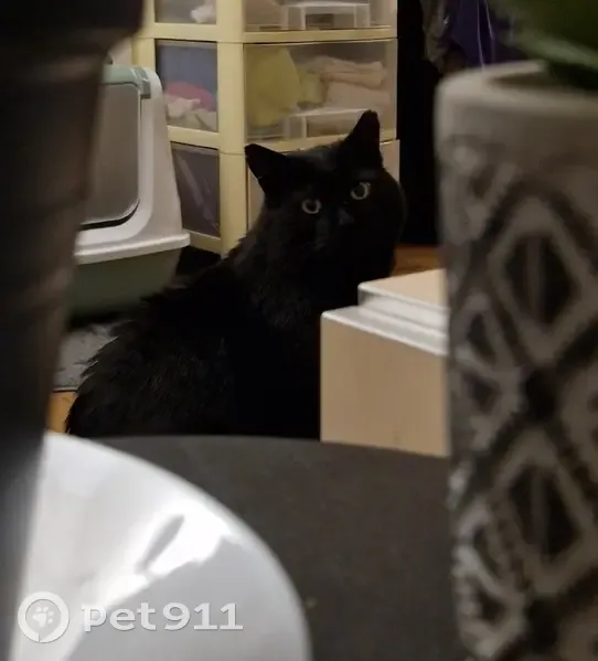 Chat nouvellement adopté perdu - photo