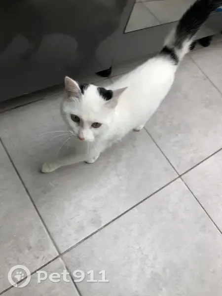 Chat blanc perdu, Lille - photo