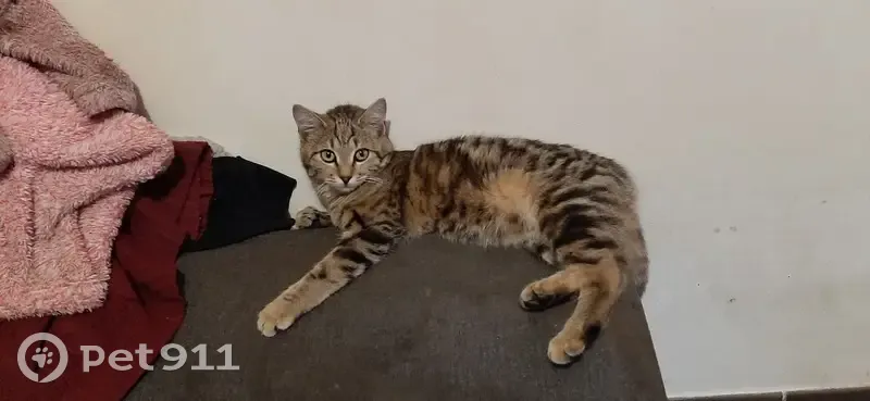 Chatte tigrée perdue à Aubignosc - photo