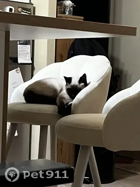 Chaton fugué à Villenave-d'Ornon - photo