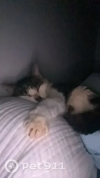 Chat aveugle écaillé perdu à Épron - photo