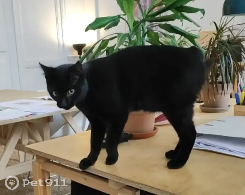Chat noir docile retrouvé à Rennes - photo