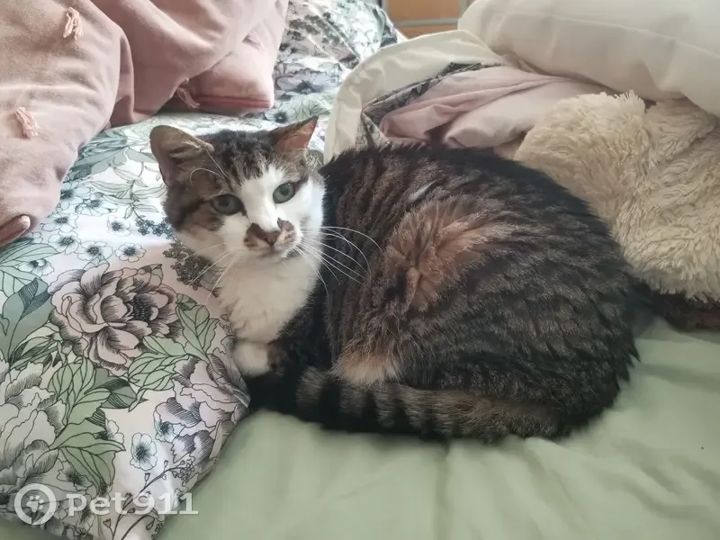 Chat tigré castré perdu - St-Privat - photo