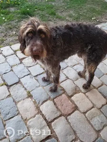 Chien Jecko perdu à Chaneins - photo