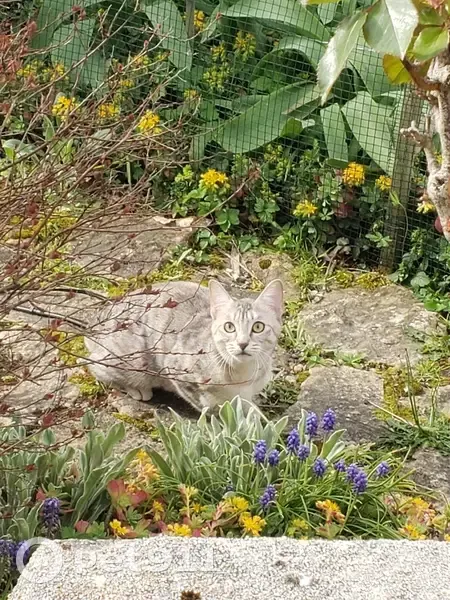Chaton multicolore Freya perdu à Pau - photo